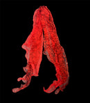 Scarf Long Red Roses